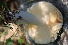 Russula nauseosa