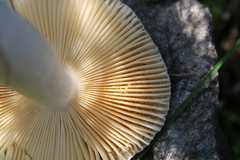 Russula nauseosa