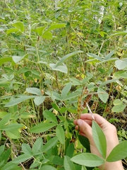 Thermopsis lanceolata