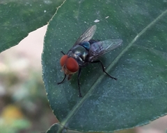 Chrysomya megacephala