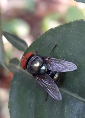 Chrysomya megacephala