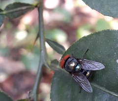 Chrysomya megacephala