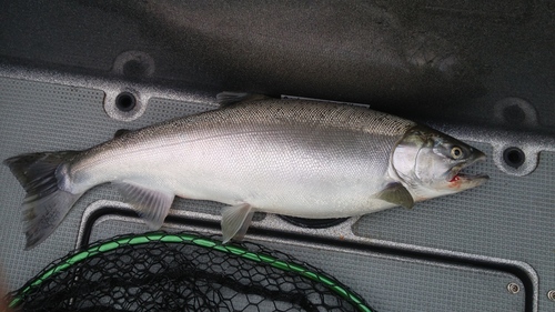 Coho Salmon, photo 10 of 10