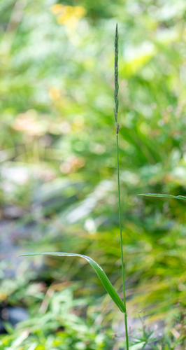 Elymus mutabilis observed 2024-07-27