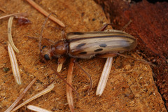 Ortholeptura valida
