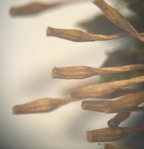 Image of Ulota hutchinsiae by (c) Alex Karasoulos, some rights reserved (CC BY)