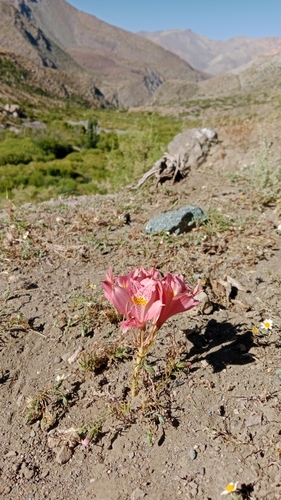 Alstroemeria pallida, photograph 3