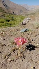 Alstroemeria pallida, photograph (c) Víctor Sarabia Sánchez, some rights reserved (CC BY)