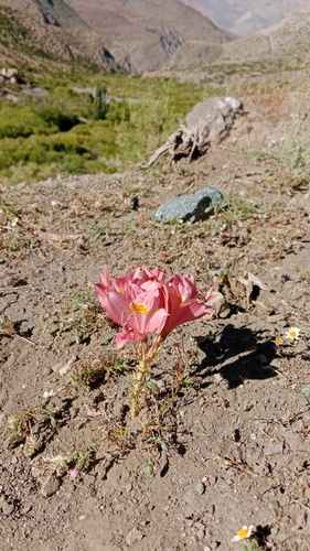 Alstroemeria pallida, photograph 4
