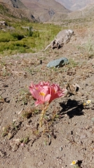 Alstroemeria pallida, photograph (c) Víctor Sarabia Sánchez, some rights reserved (CC BY)