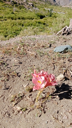 Alstroemeria pallida, photograph 5