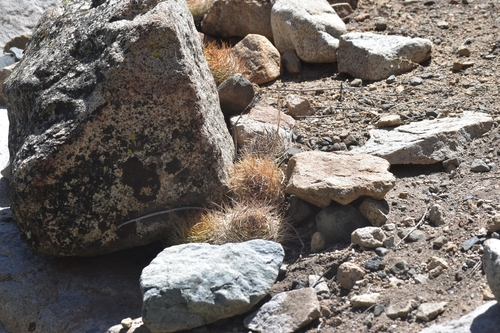 Cactus (Eriosyce senilis)