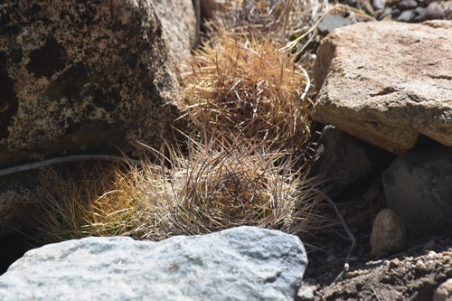 Eriosyce senilis
