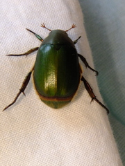 Anomala albopilosa