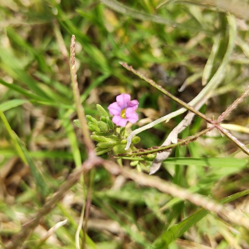 Image of Calibrachoa parviflora by (c) Lucas Carbone, some rights reserved (CC BY)