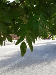 Fabaceae