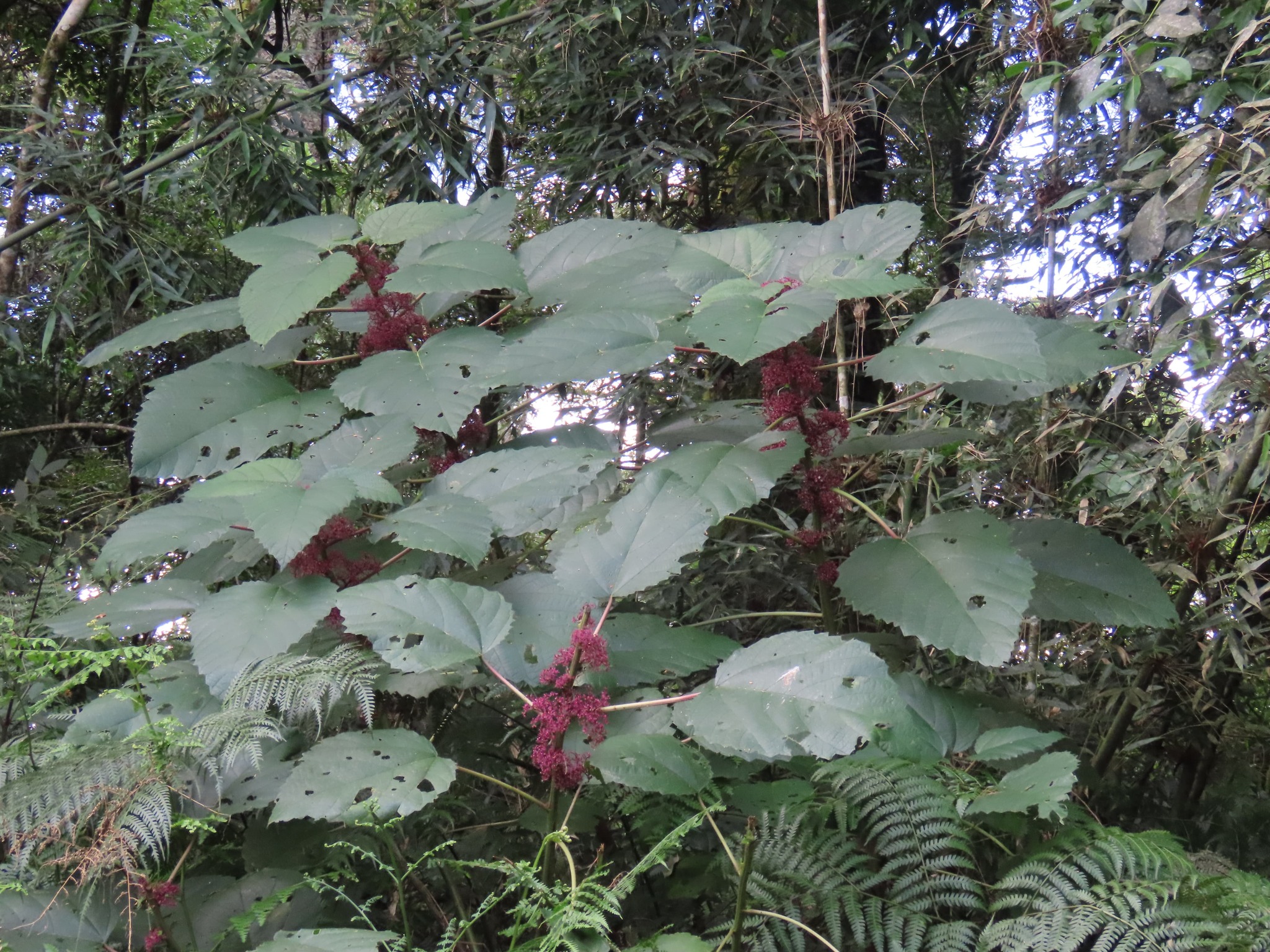 Urera baccifera