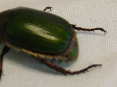 Anomala albopilosa