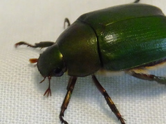 Anomala albopilosa