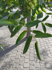 Fabaceae