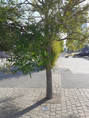 Fabaceae