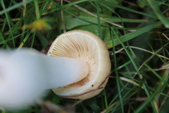 Russula nauseosa