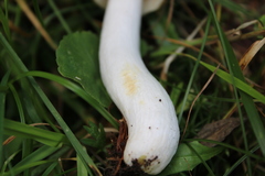 Russula nauseosa