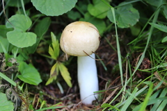 Russula nauseosa