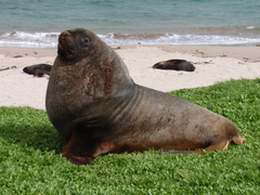 New Zealand Sea Lion photo 2