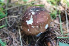 Russula favrei