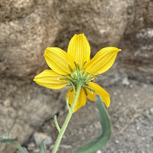 Image of Bidens aurea by (c) Sue Carnahan, some rights reserved (CC BY)