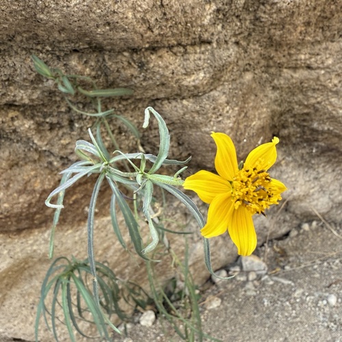 Image of Bidens aurea by (c) Sue Carnahan, some rights reserved (CC BY)