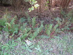 Cheilanthes viridis viridis