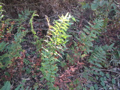 Cheilanthes viridis viridis