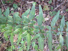 Cheilanthes viridis viridis