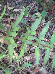 Cheilanthes viridis viridis
