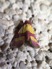 Phoenicophanta bicolor