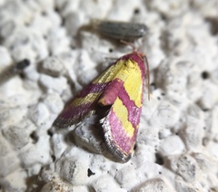 Phoenicophanta bicolor