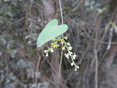 Dioscorea mundii