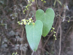 Dioscorea mundii