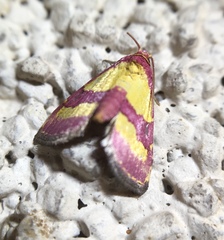 Phoenicophanta bicolor
