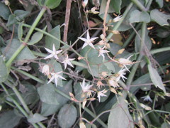 Crassula sarmentosa
