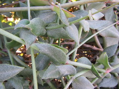 Crassula sarmentosa