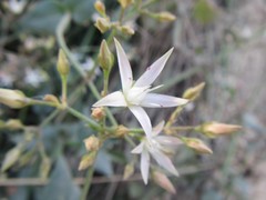 Crassula sarmentosa