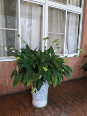 Spathiphyllum kochii