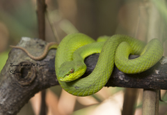 Trimeresurus insularis