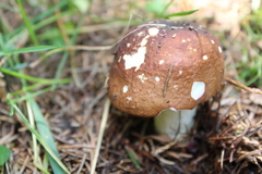 Russula favrei