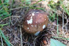 Russula favrei