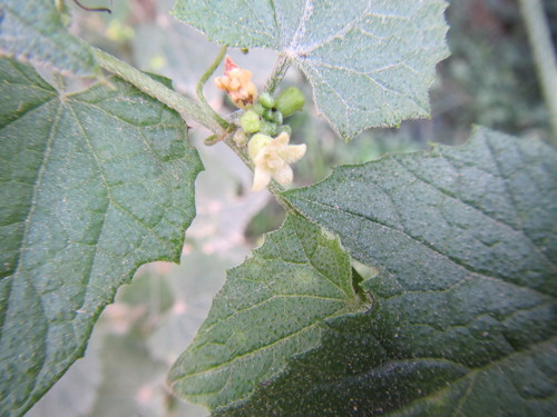 Image of Zehneria scabra by (c) douglaseustonbrown, some rights reserved (CC BY-SA)