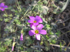 Oxalis stellata